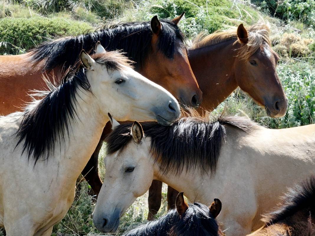 Konya Ovası’na bakan zirvede yılkı atlarıyla büyüleyici manzara 10